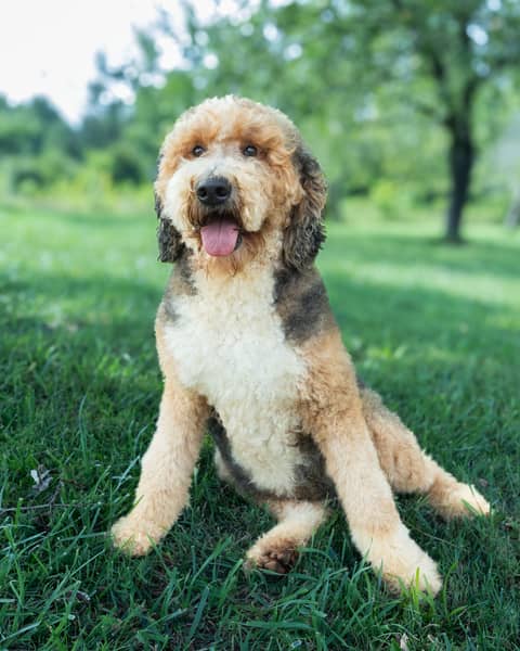 Ketti, a Bernedoodle dam