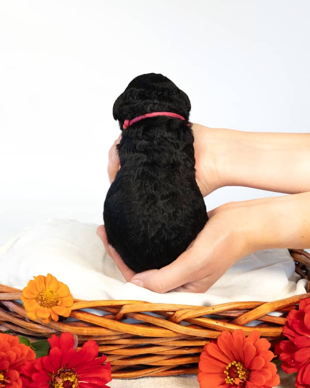 Paris, a Black with White Markings Cockapoo puppy