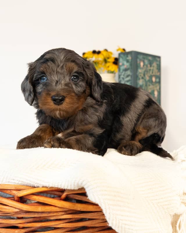 Tolkein, a Blue Merle Phantom with White Markings Cockapoo puppy