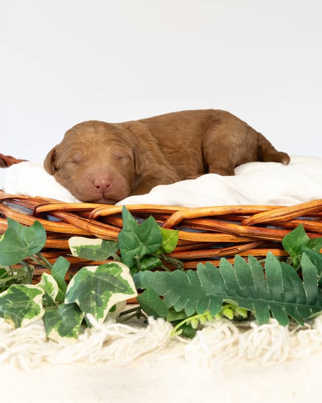 Smee, a Golden with White Markings Goldendoodle puppy