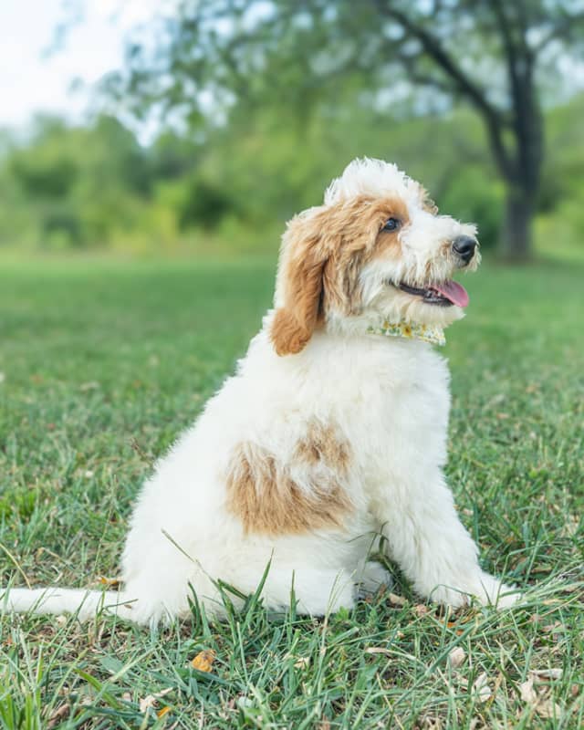 Cherry, a Golden Parti Goldendoodle puppy