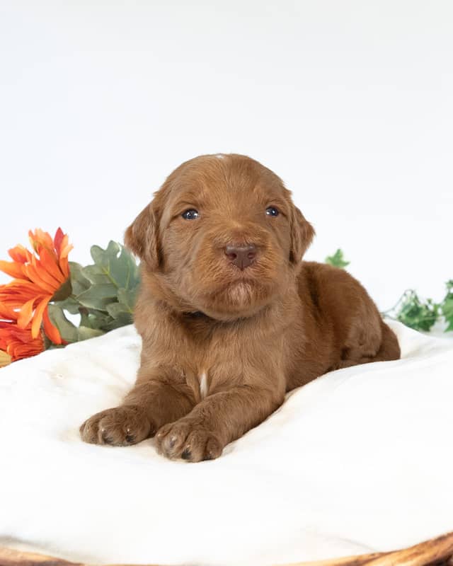 Tootles, a Apricot with White Markings Goldendoodle puppy
