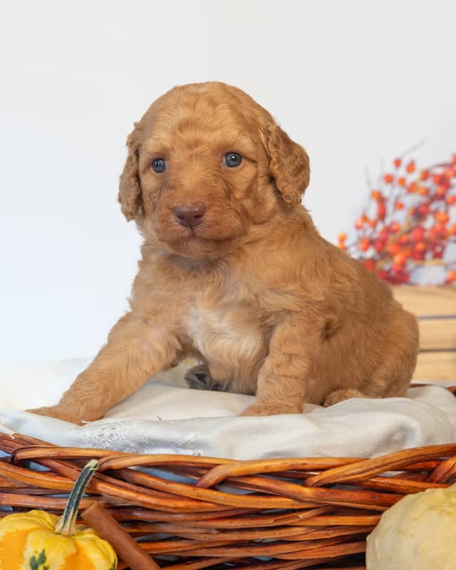 Harry, a Goldendoodle puppy
