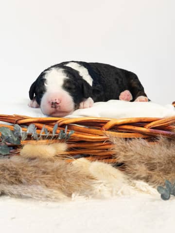 Bernedoodle puppy Leif