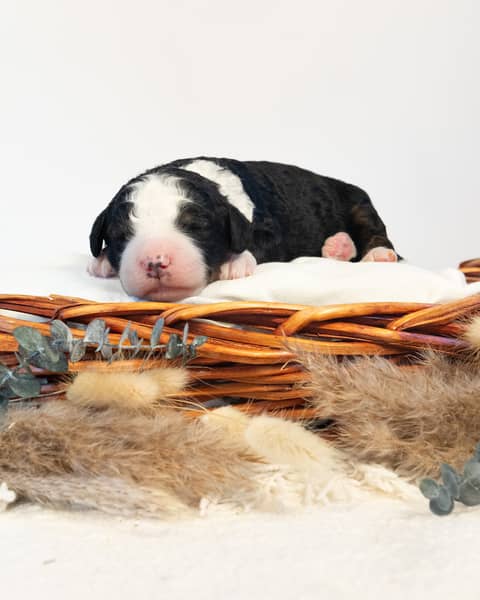 A Bernedoodle puppy