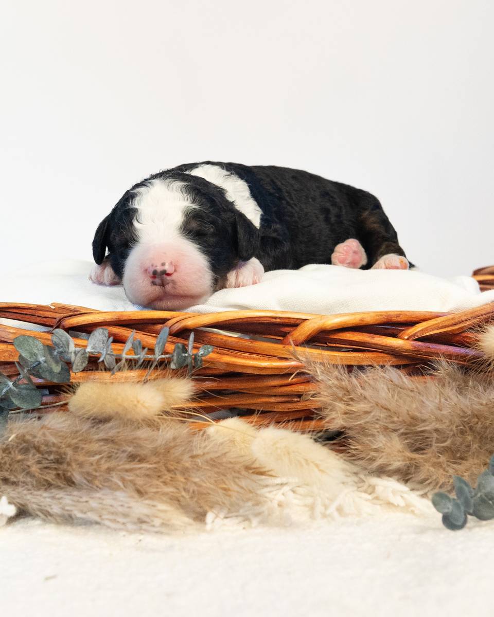 Leif — Bernedoodle puppy from Forever and Always Doodles, Virginia