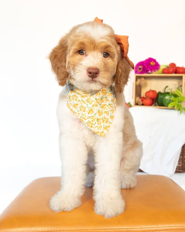 Peony, a Golden Parti Goldendoodle puppy