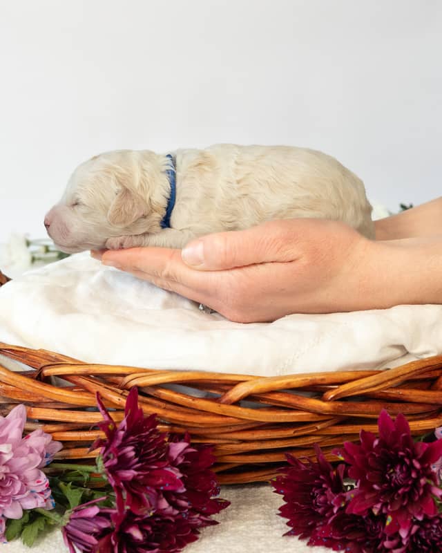 Wentworth, a Golden Parti Cockapoo puppy
