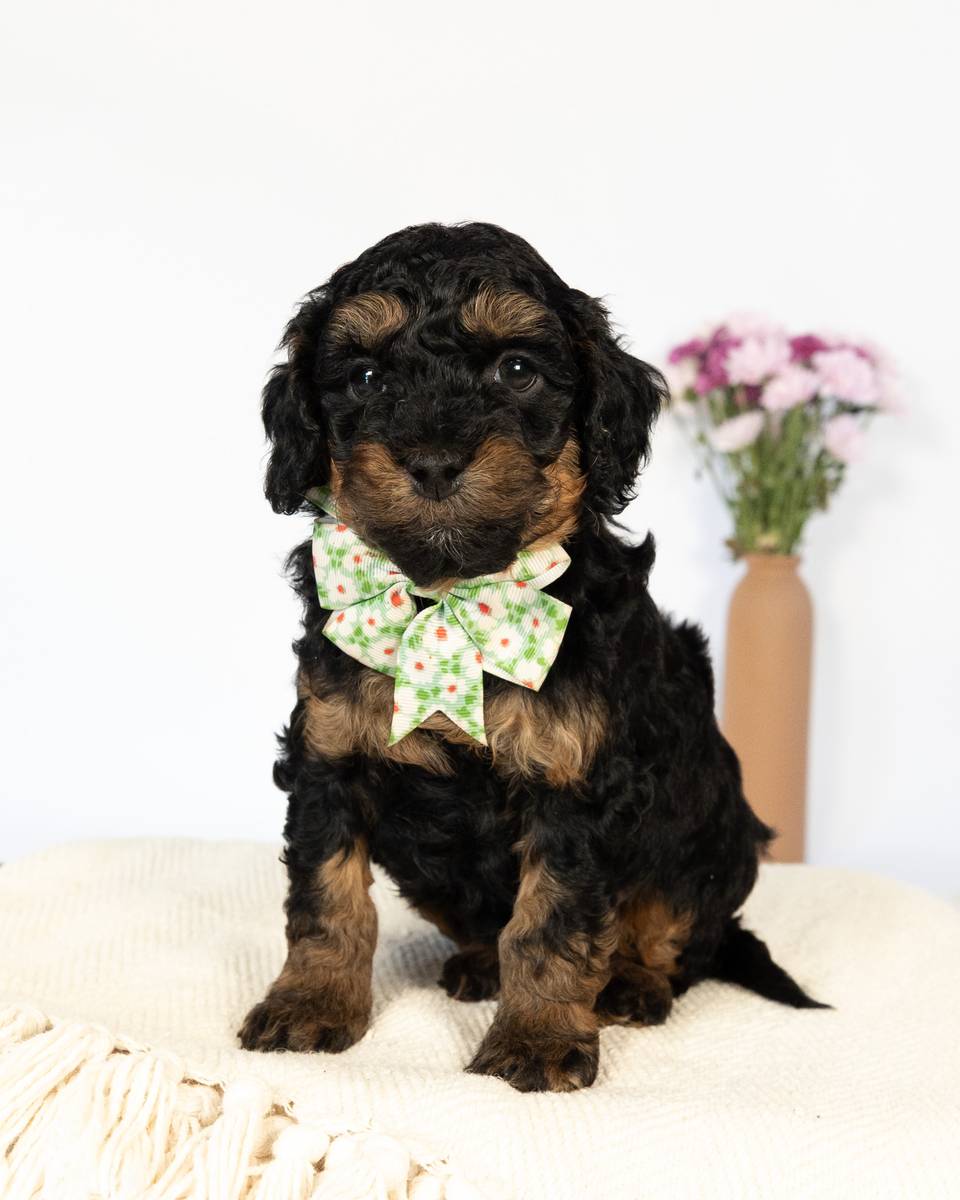 Croft — Black Phantom Cockapoo curly coat puppy from Forever and Always Doodles, Virginia