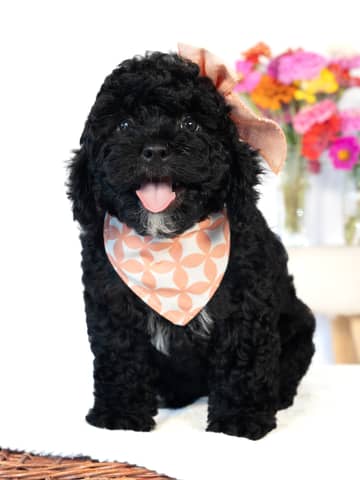 Black with White Markings Cockapoo puppy Paris