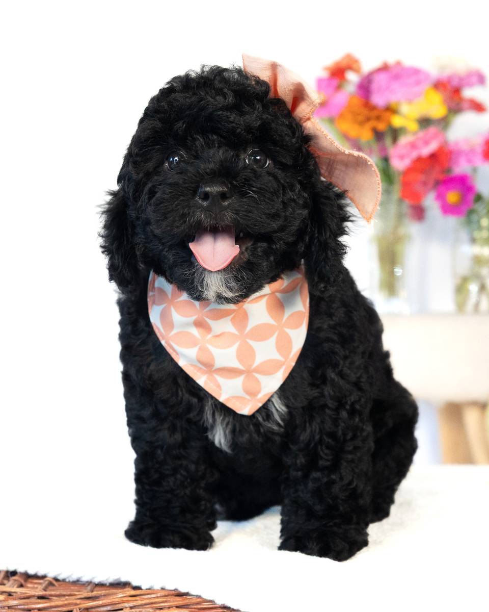 Paris — Black with White Markings Cockapoo puppy from Forever and Always Doodles, Virginia