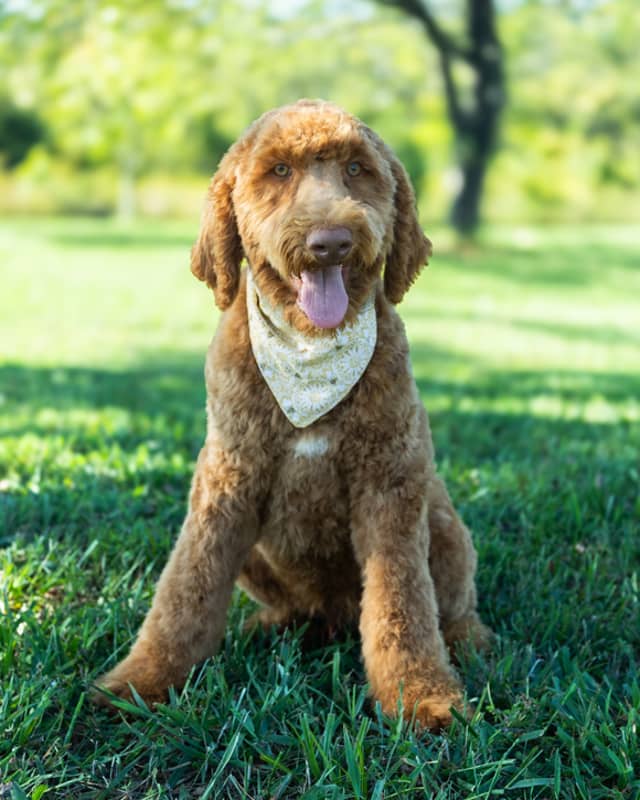 Neverland, a Golden with White Markings Goldendoodle puppy