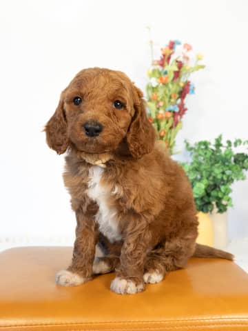 A Goldendoodle puppy