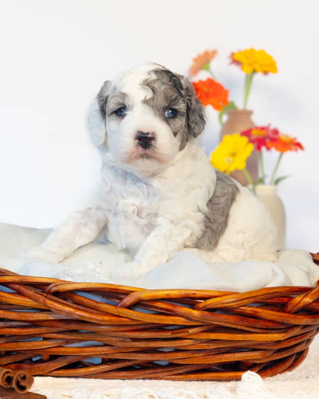 Latte, a Parti Merle Cockapoo puppy