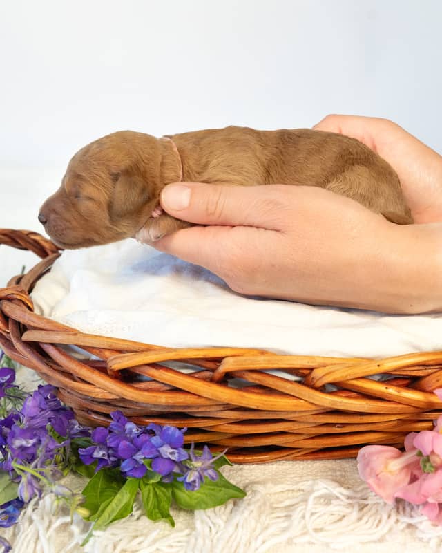 Peach, a Red with White Markings Goldendoodle puppy