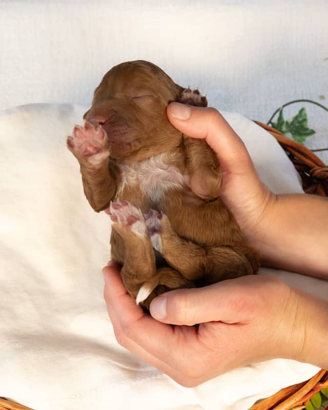 Wendy, a Golden with White Markings Goldendoodle puppy