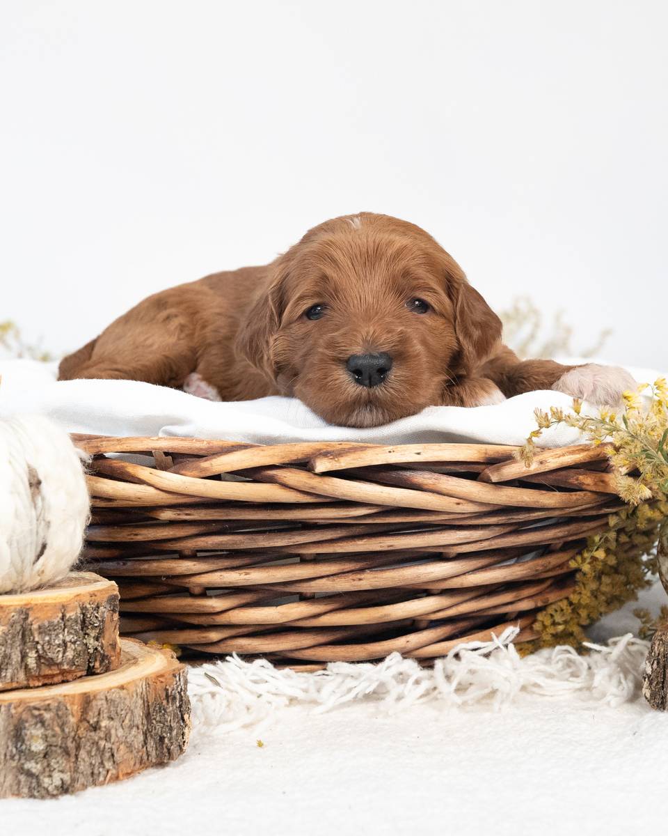 Nutmeg — Golden with White Markings Goldendoodle puppy from Forever and Always Doodles, Virginia
