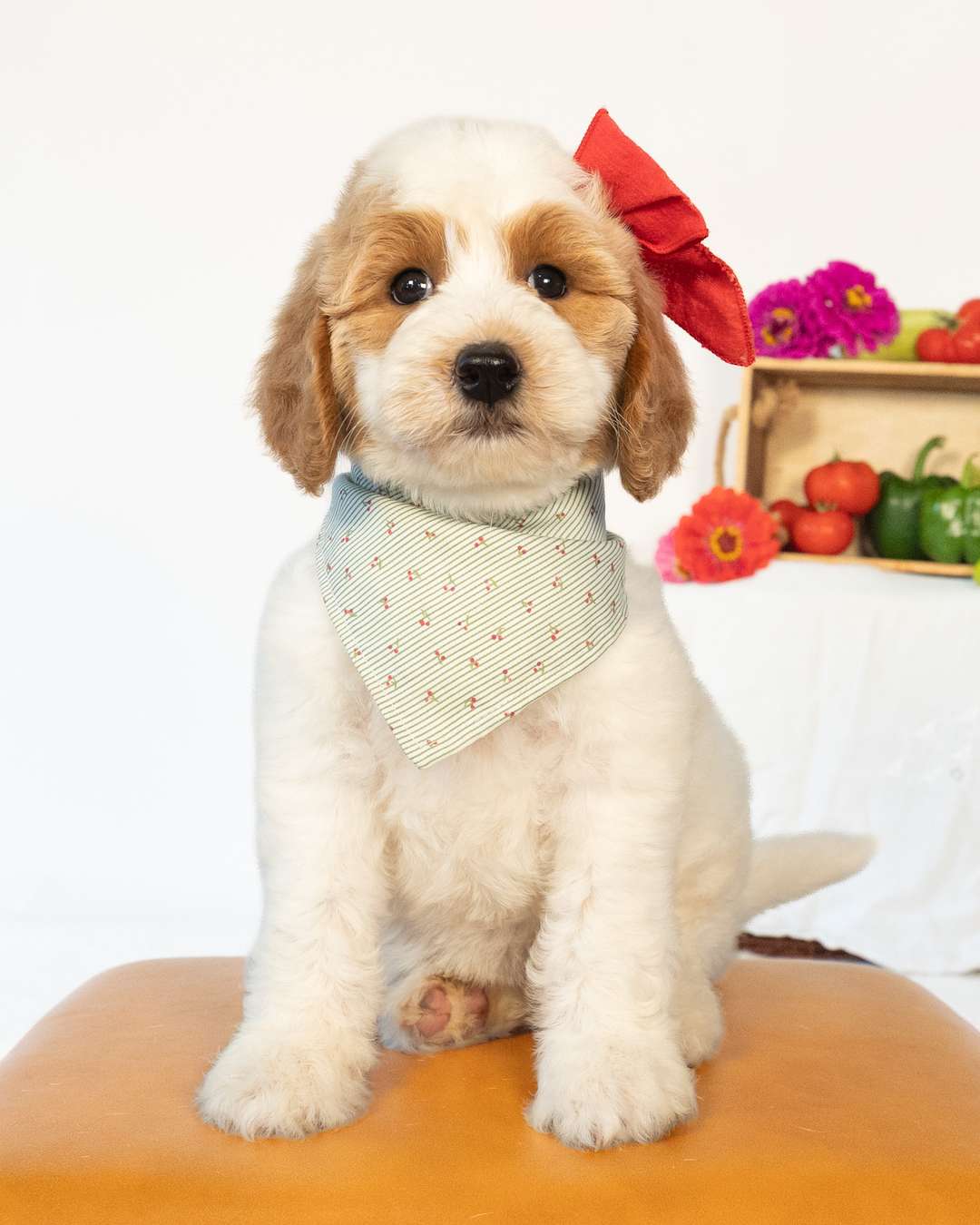 Cherry — Golden Parti Goldendoodle puppy from Forever and Always Doodles, Virginia