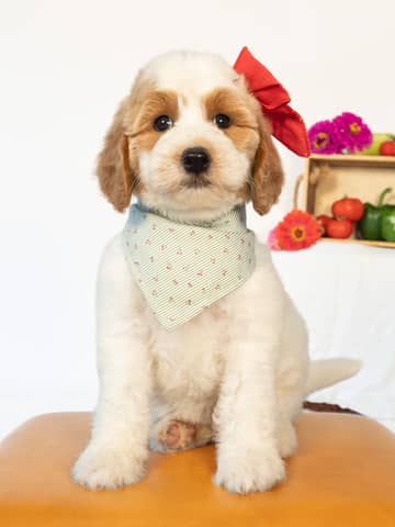 Cherry — Golden Parti Goldendoodle puppy from Forever and Always Doodles, Virginia