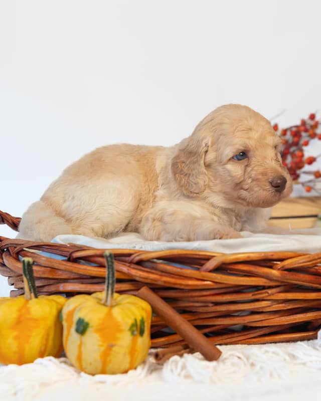 Hermione, a Golden Goldendoodle puppy