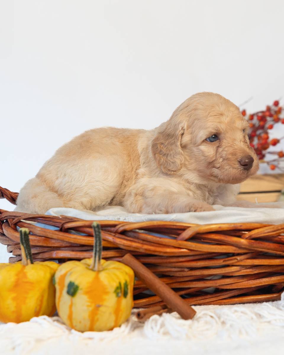 Hermione, a Golden Goldendoodle puppy