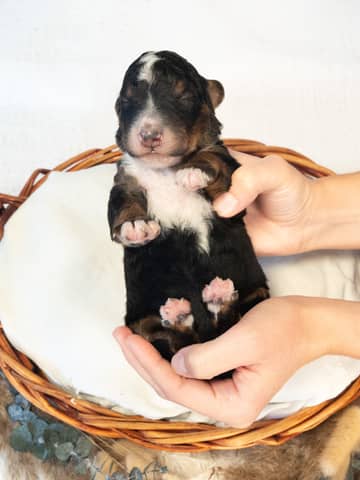 A Tri-Color Black Bernedoodle puppy