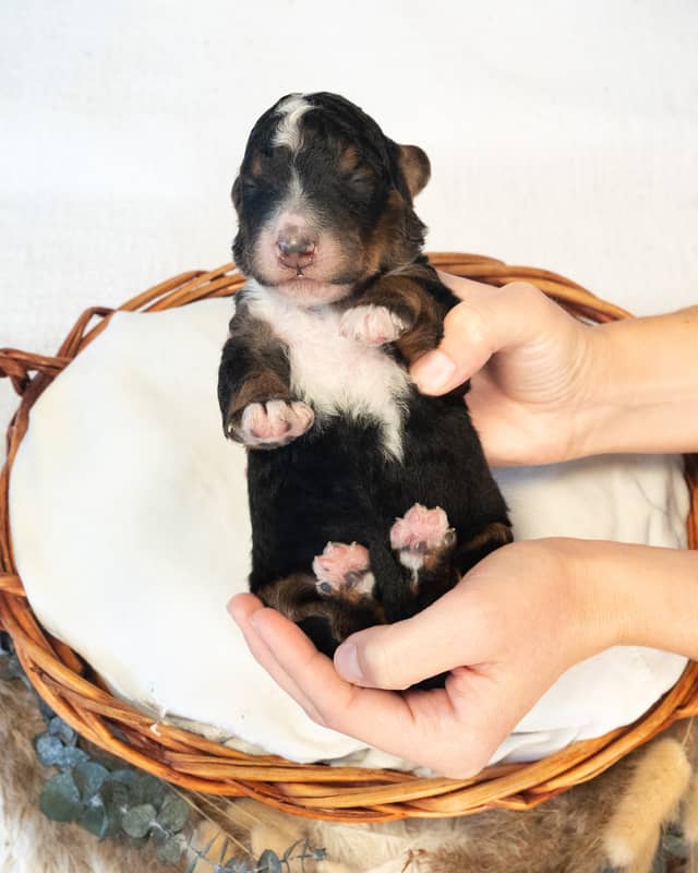 Gunnar, a Tri-Color Black Bernedoodle puppy
