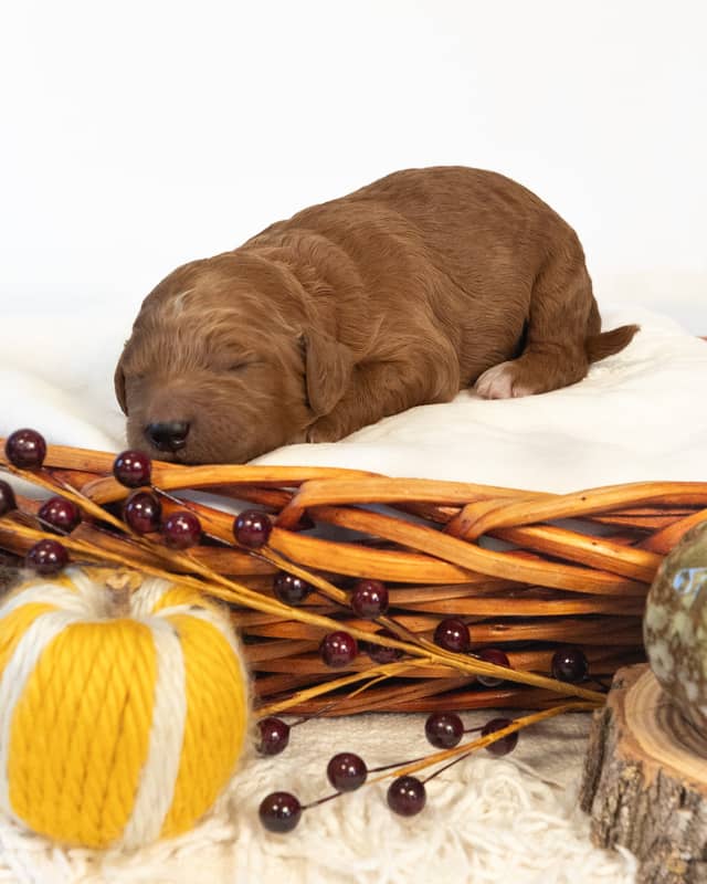 Pumpkin, a Red with White Markings Goldendoodle puppy