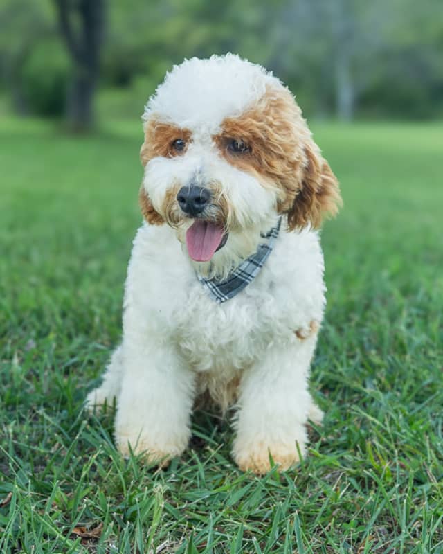 Wentworth, a Golden Parti Cockapoo puppy