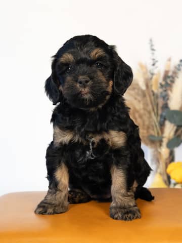 Cockapoo puppy raised by Forever and Always Doodles in Virginia