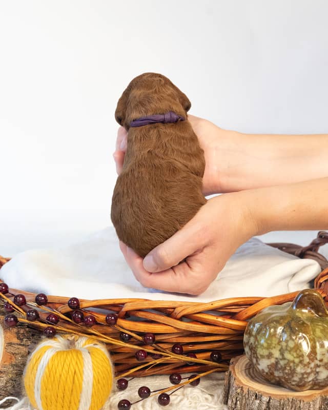 Autumn, a Red with White Markings Goldendoodle puppy