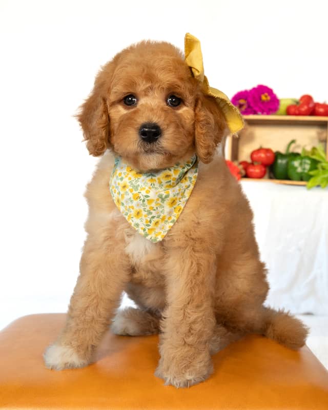 Peach, a Red with White Markings Goldendoodle puppy