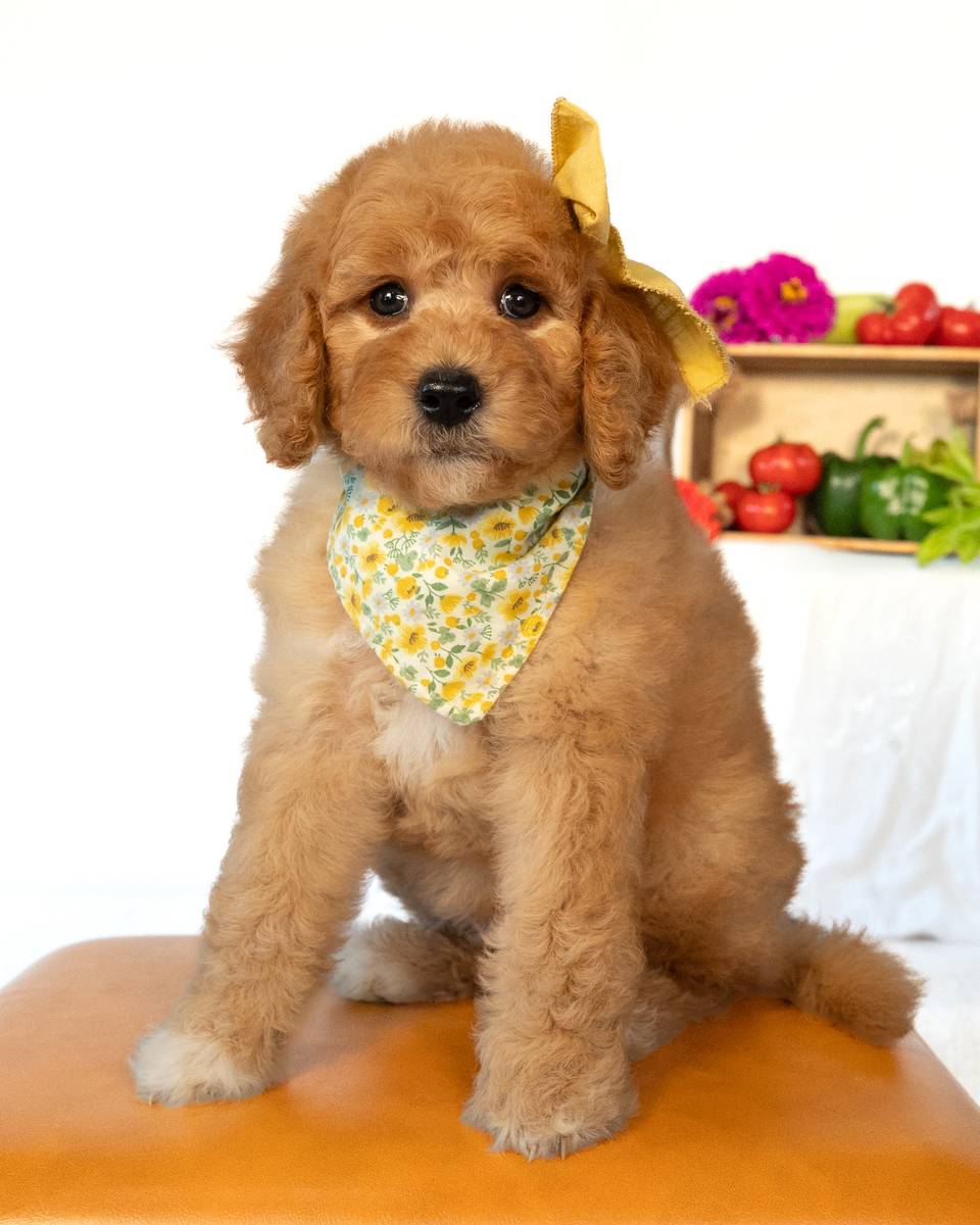 Peach, a Red with White Markings Goldendoodle puppy