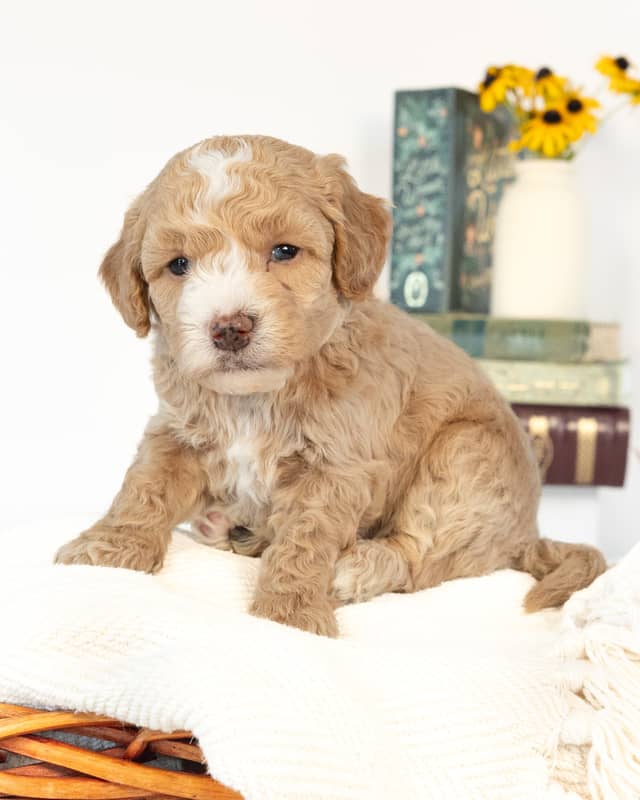Barrie, a Light Golden with White Markings Cockapoo puppy
