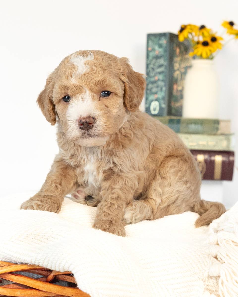 Barrie, a Light Golden with White Markings Cockapoo puppy