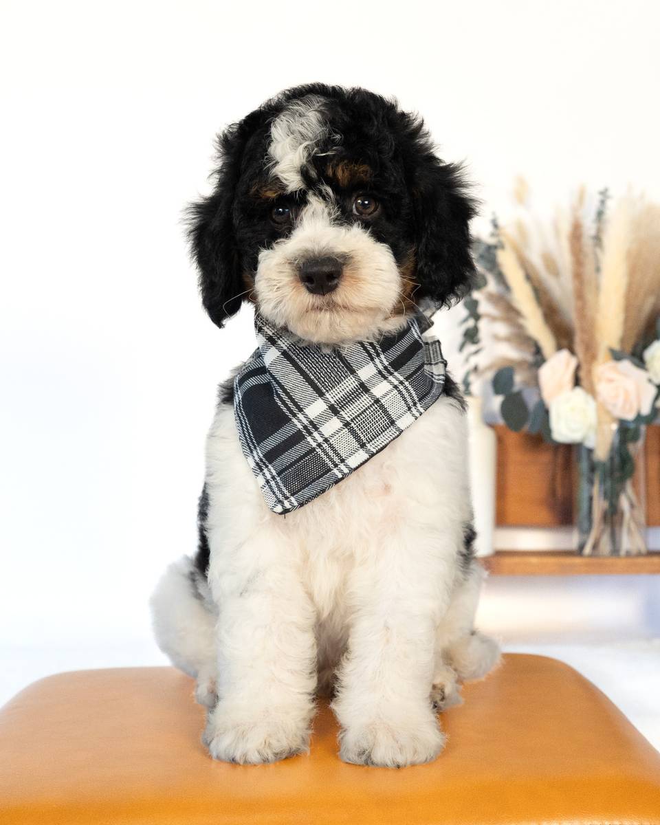 Lewis, a Black Parti Phantom Cockapoo puppy