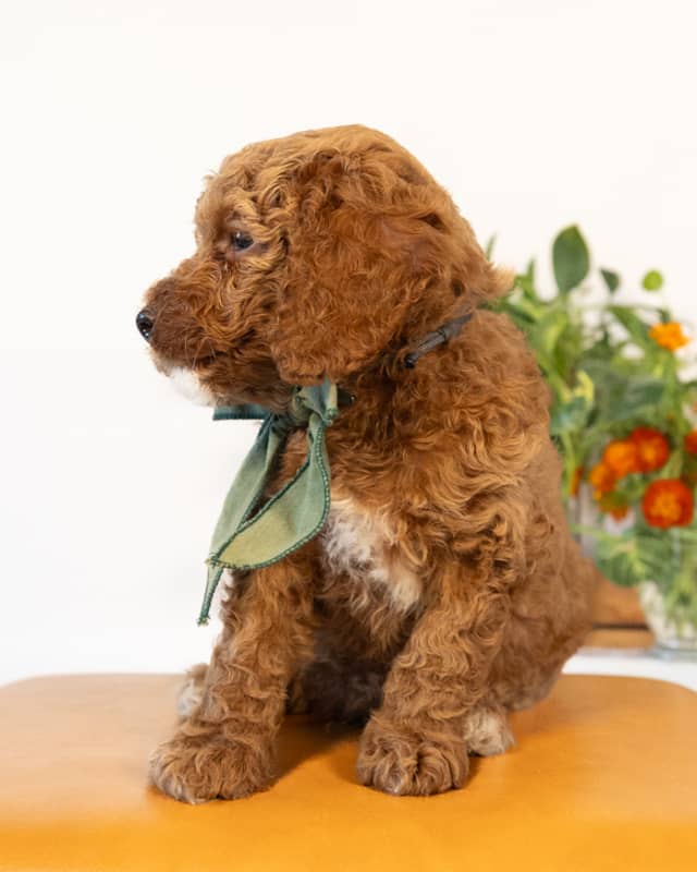 Doyle, a Golden with White Markings Cockapoo puppy