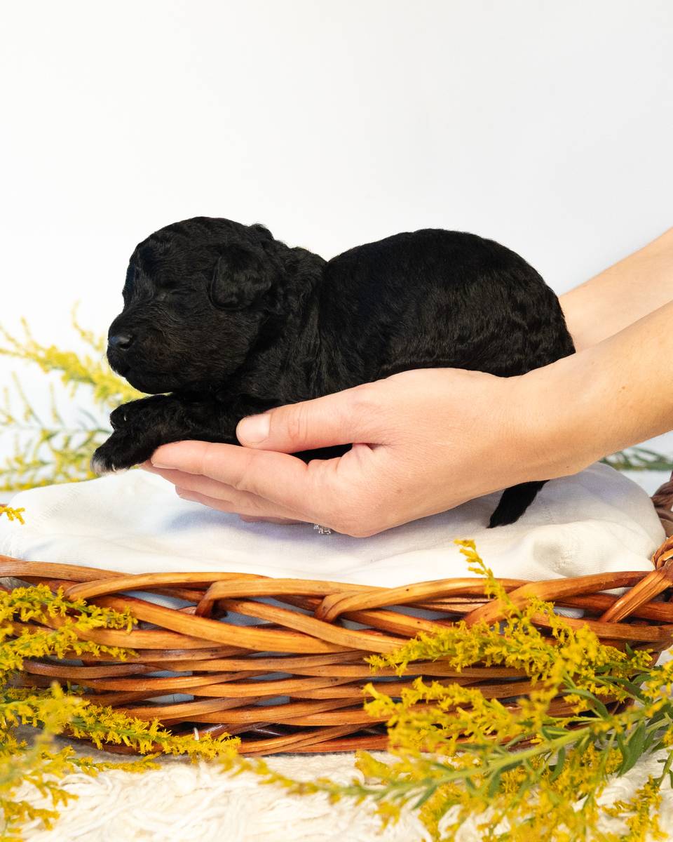 Luna, a Black Goldendoodle puppy
