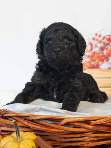 Luna — Black Goldendoodle puppy from Forever and Always Doodles, Virginia