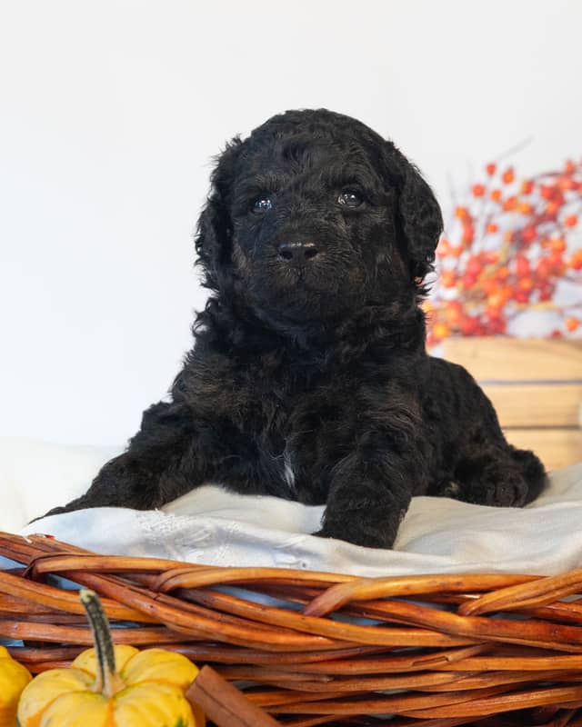 Luna, a Black Goldendoodle puppy