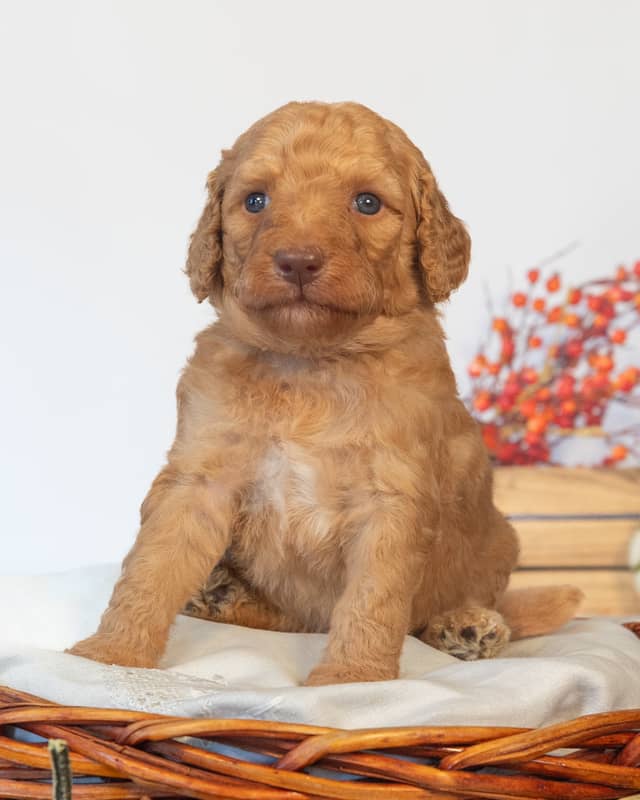 Harry, a Goldendoodle puppy