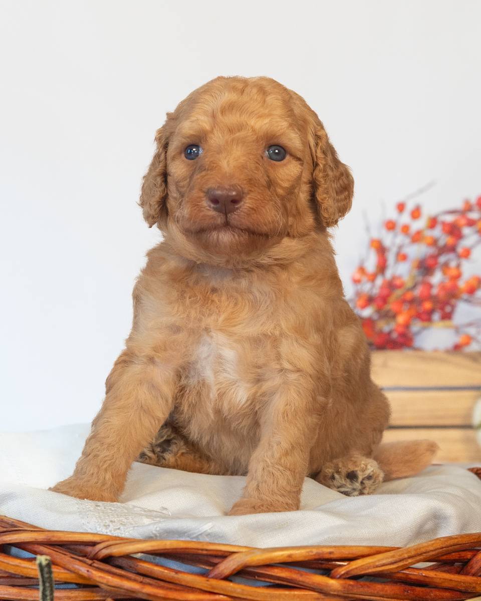 Harry, a Goldendoodle puppy