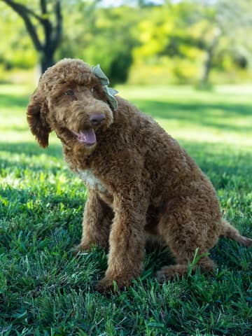 Wendy — Golden with White Markings Goldendoodle puppy from Forever and Always Doodles, Virginia