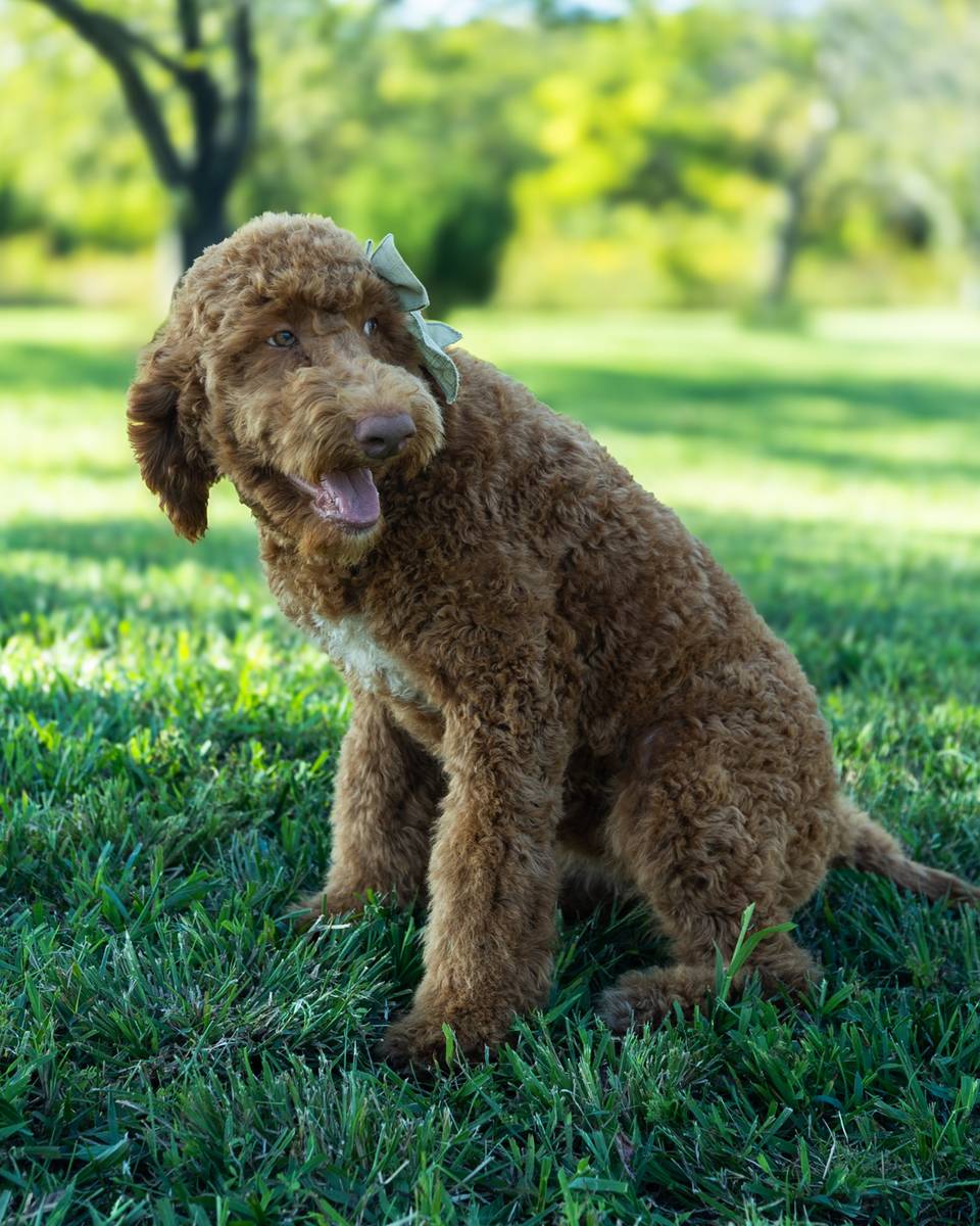 Wendy — Golden with White Markings Goldendoodle puppy from Forever and Always Doodles, Virginia