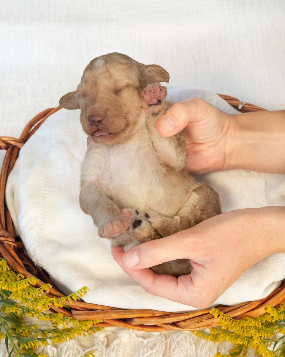 Ginny, a Golden Goldendoodle puppy