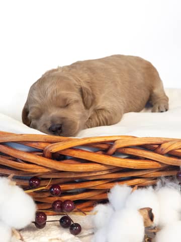 Apple — Golden Cockapoo puppy from Forever and Always Doodles, Virginia