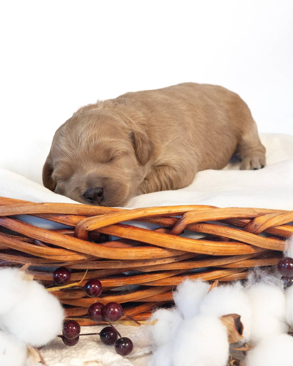 Apple — Golden Cockapoo puppy from Forever and Always Doodles, Virginia
