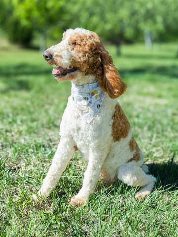 Fanny, a Goldendoodle dam