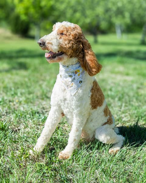 Fanny, a Goldendoodle dam