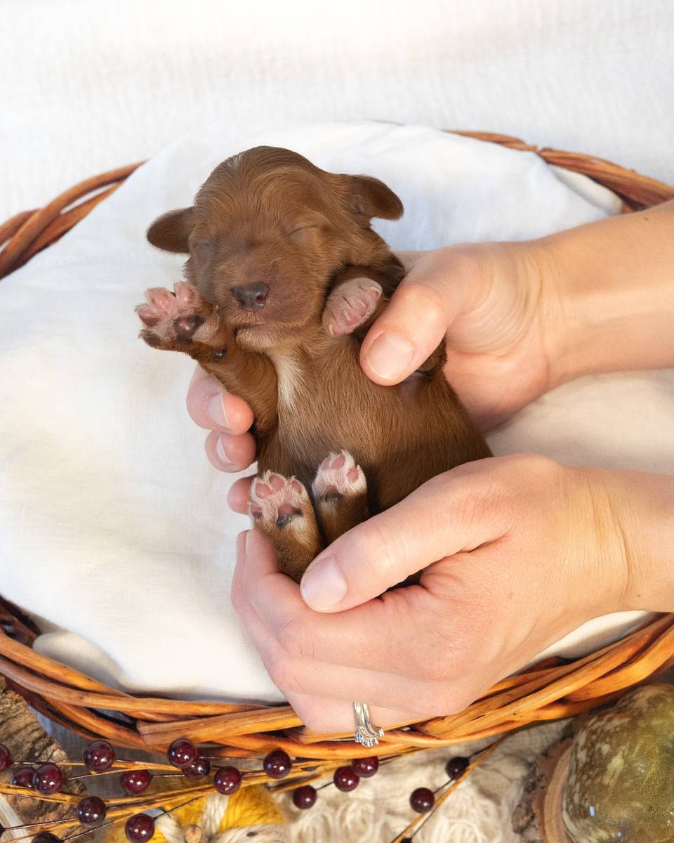 Nutmeg, a Golden with White Markings Goldendoodle puppy